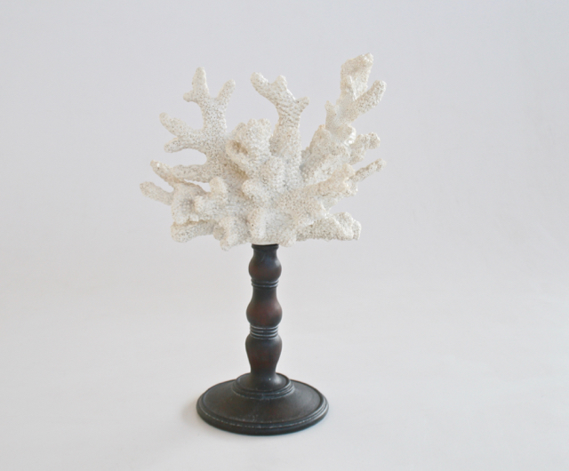 White Coral On Stand