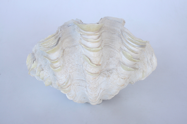 Clam Shell