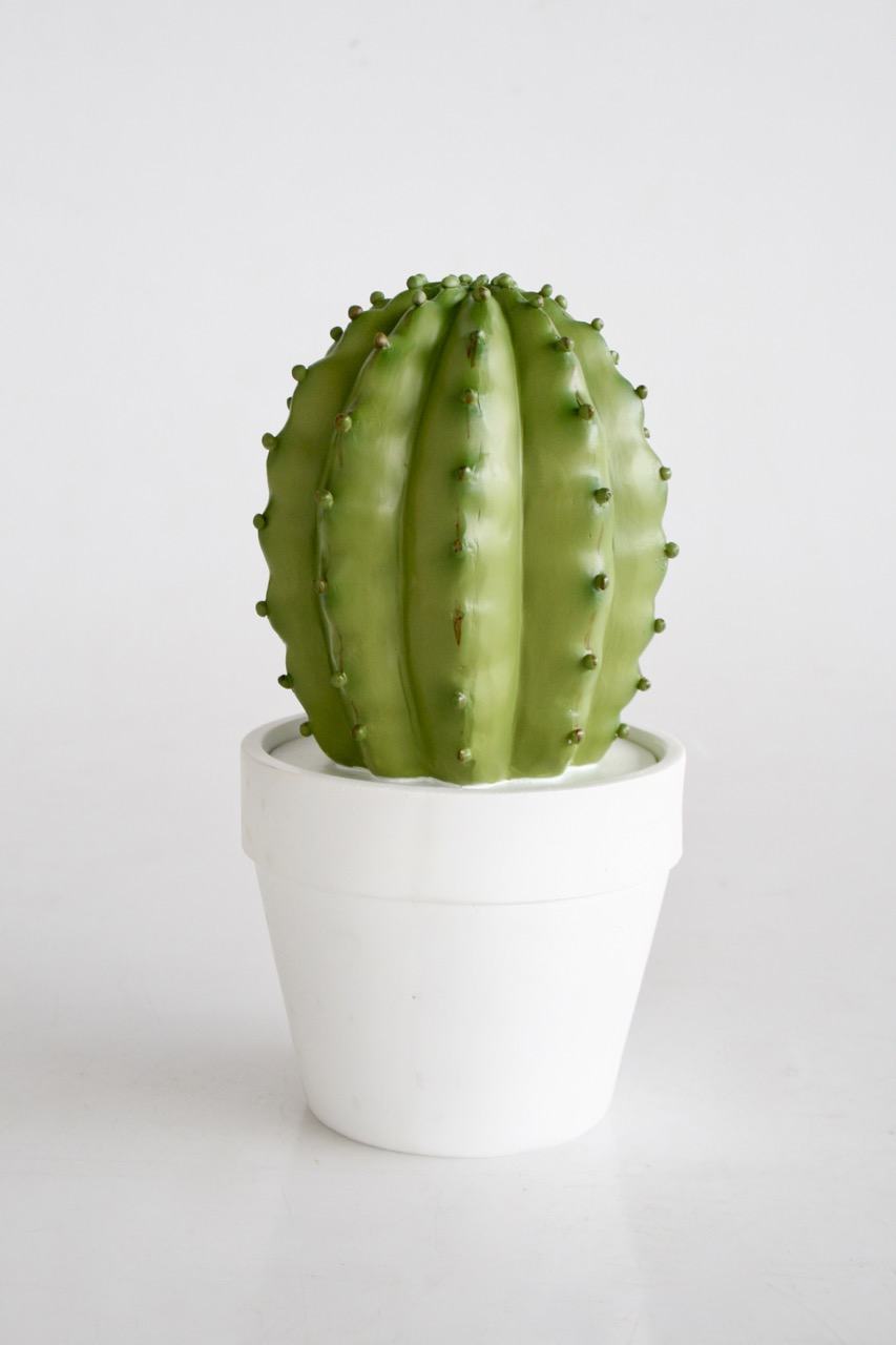 Fat Cactus In Pot