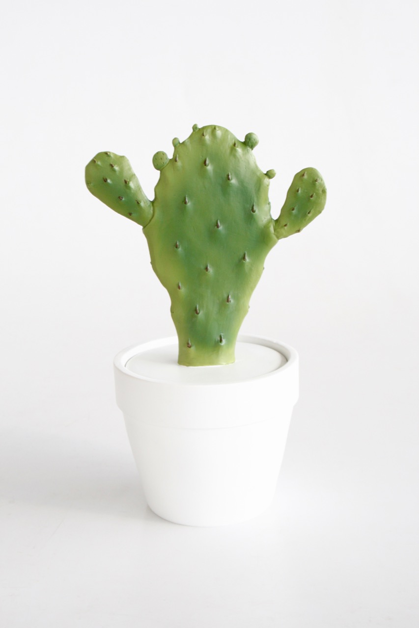 Flat Cactus In Pot