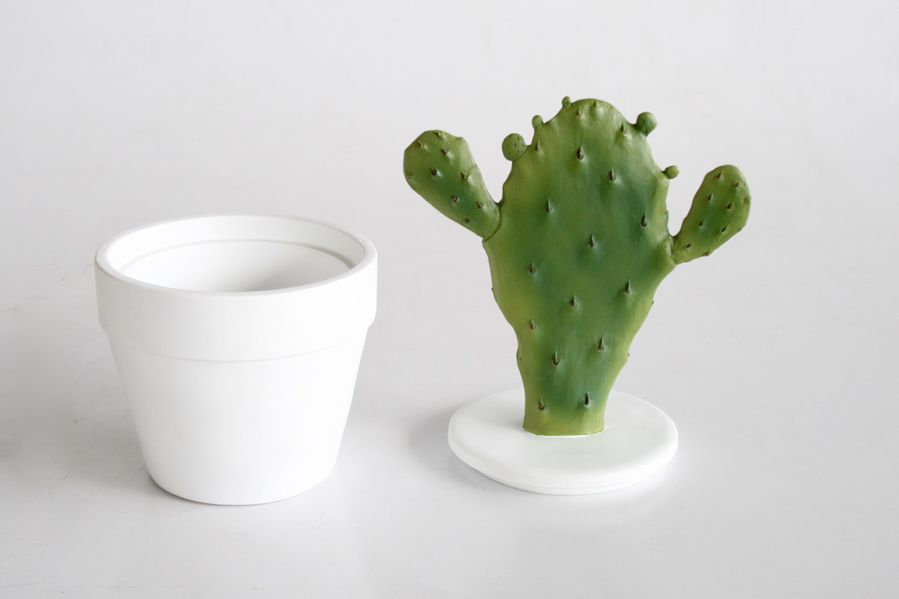 Flat Cactus In Pot