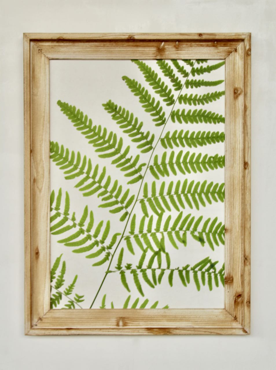 Green Fern Framed Picture