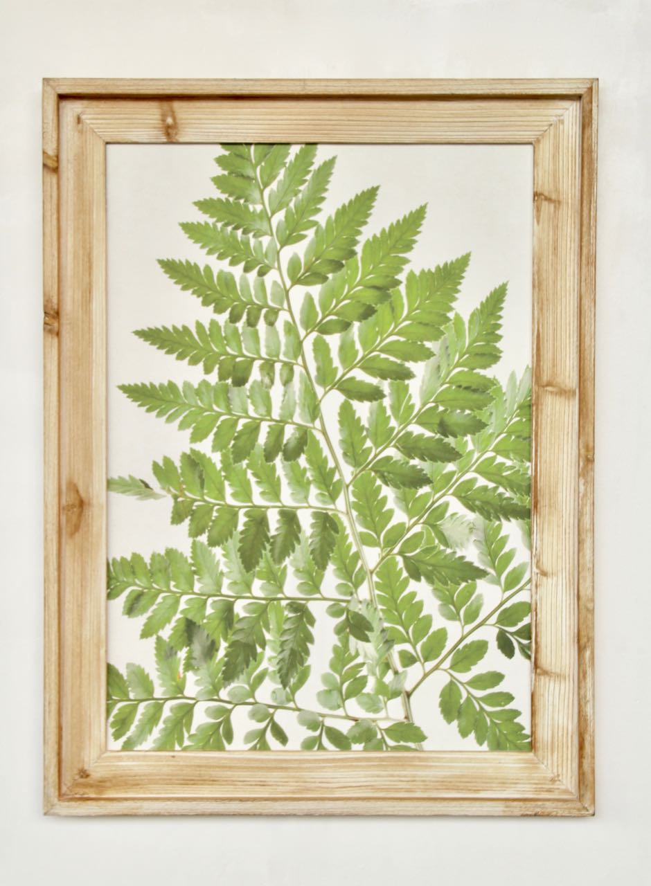 Green Fern Frame Picture