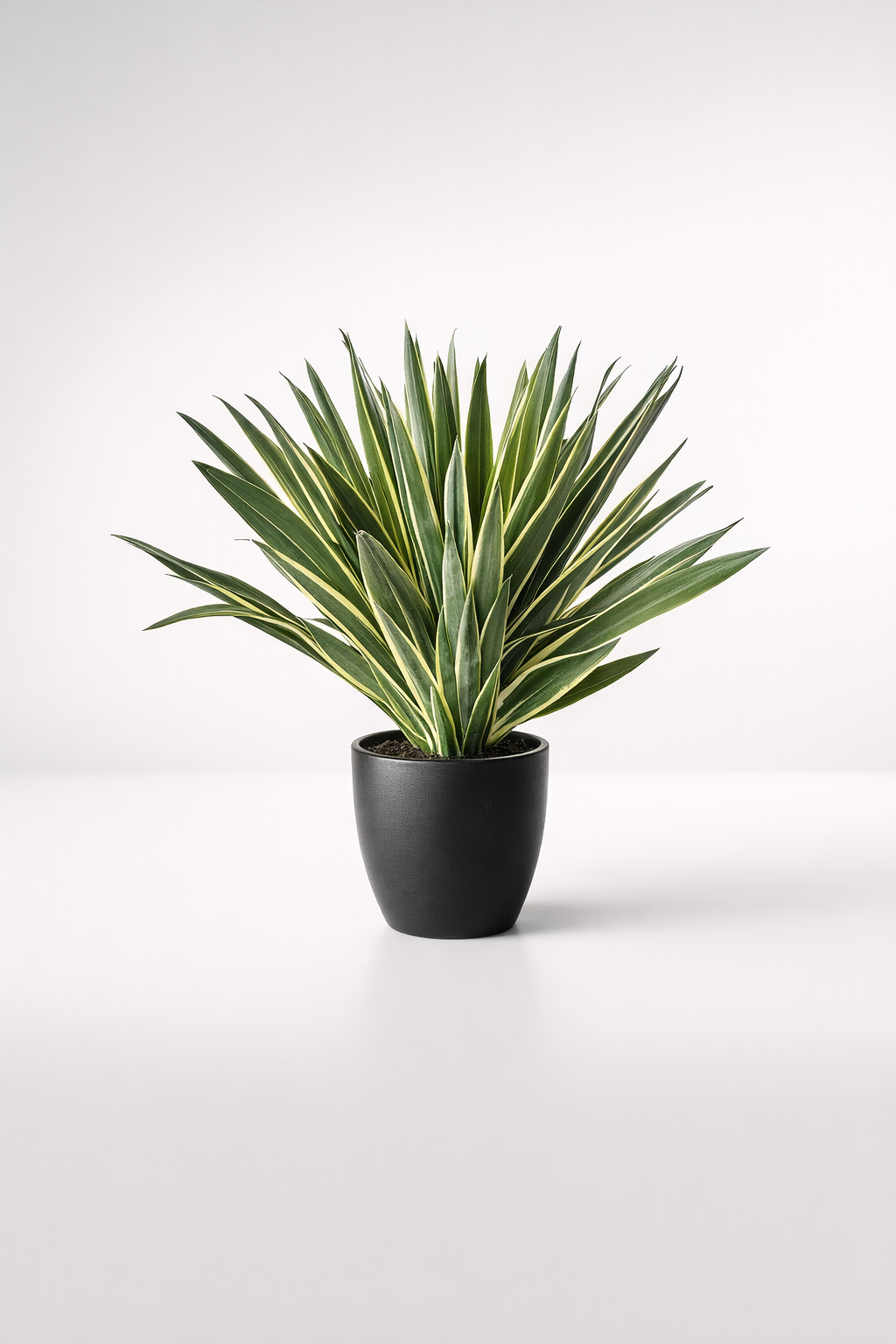 Variegated Agave In Pot