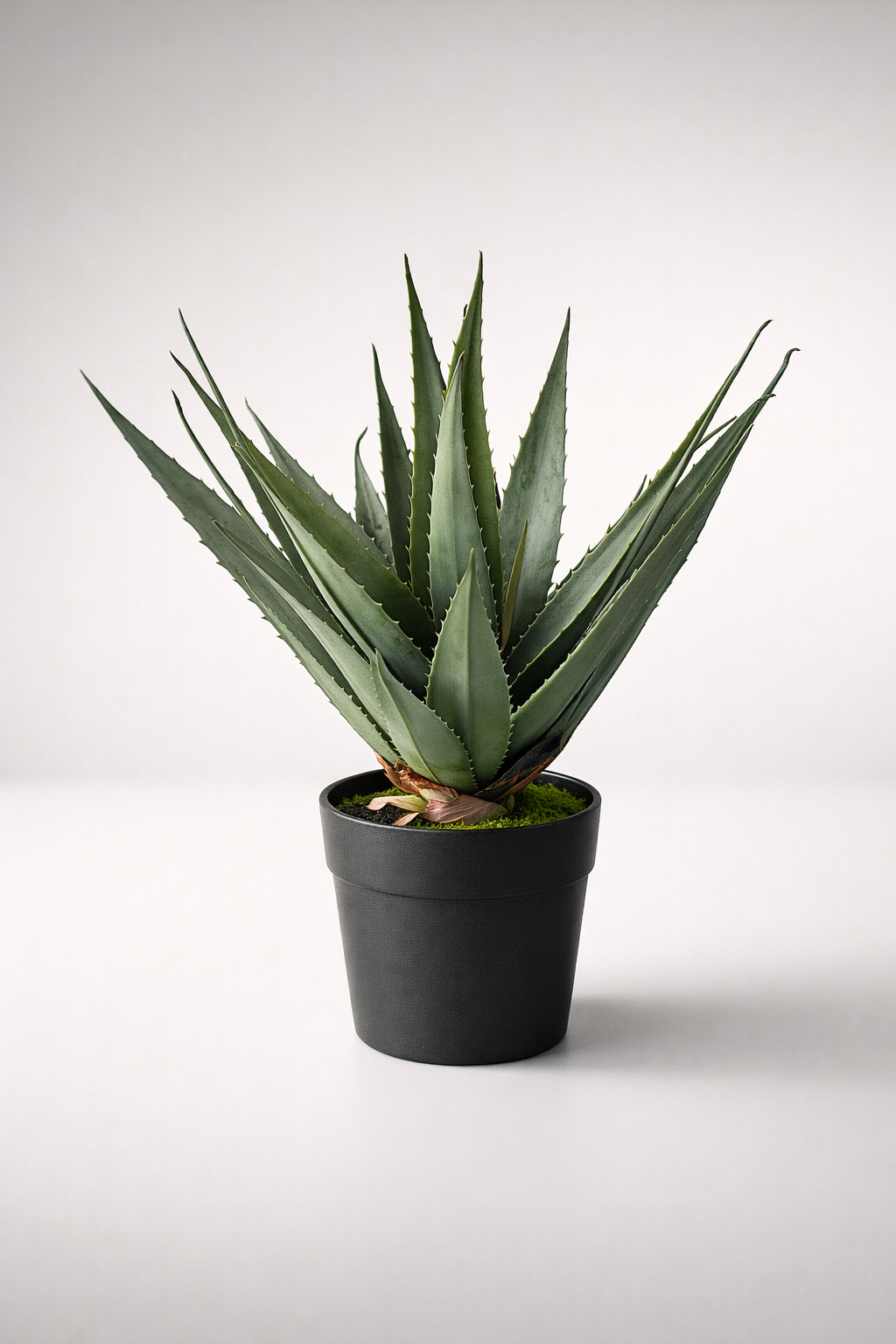 Large Agave In Pot