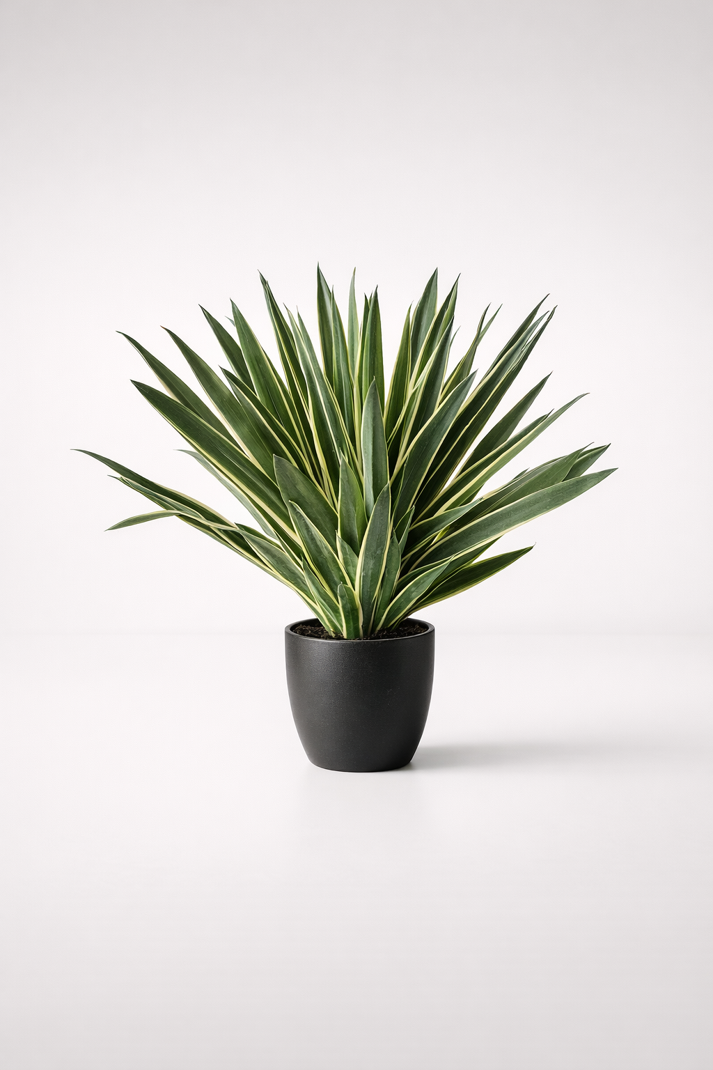 Variegated Agave In Pot