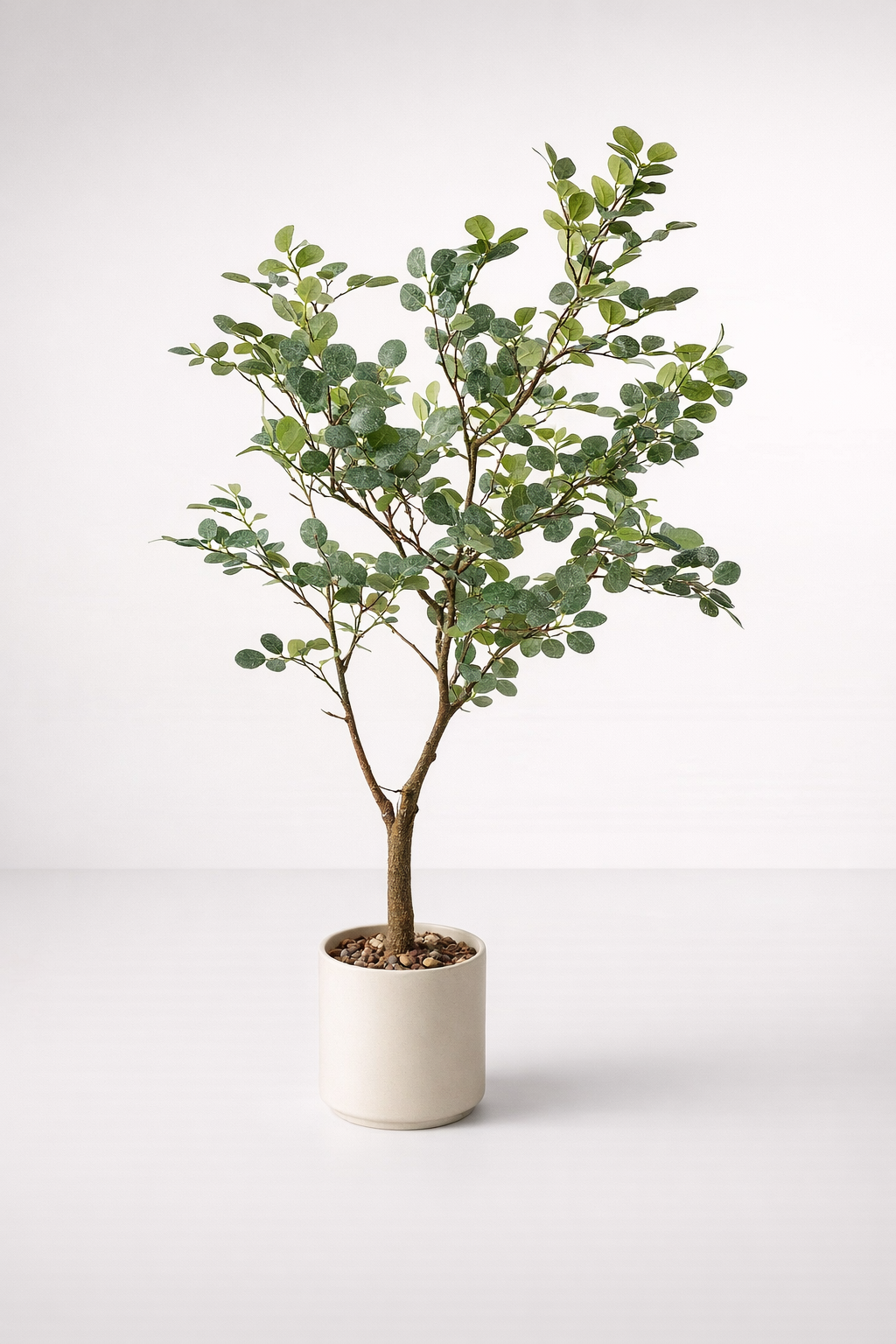 Medium Green Leaf Tree