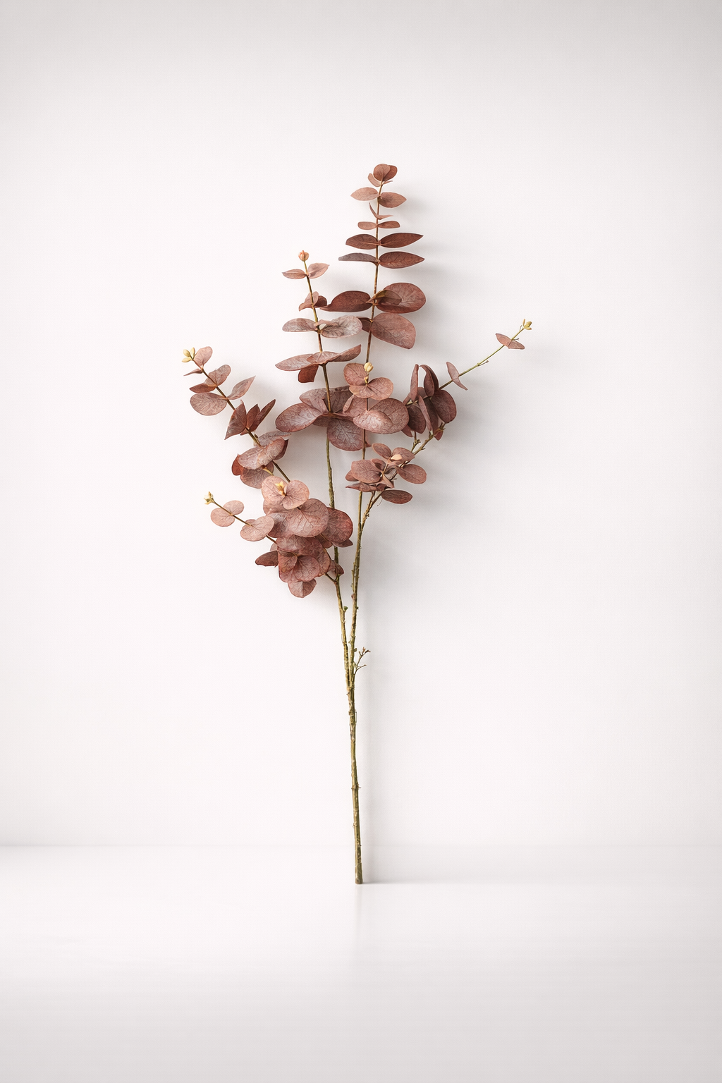 Rust Eucalyptus Stem - Min 3