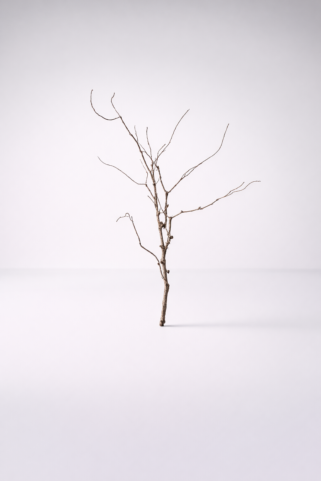 Twisted Willow Stem - Min 3