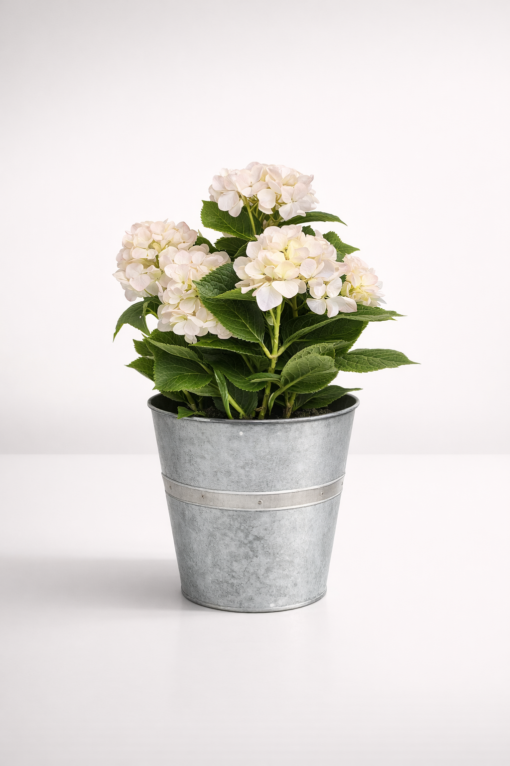7 Cream Hydrangeas In Large Tin Pot