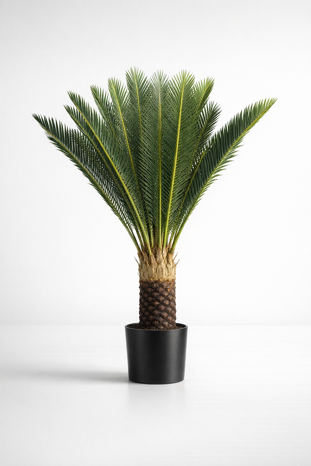 Large Cycad In Pot