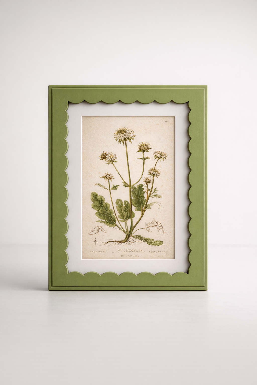 Green Scallop Box Frame Botanical