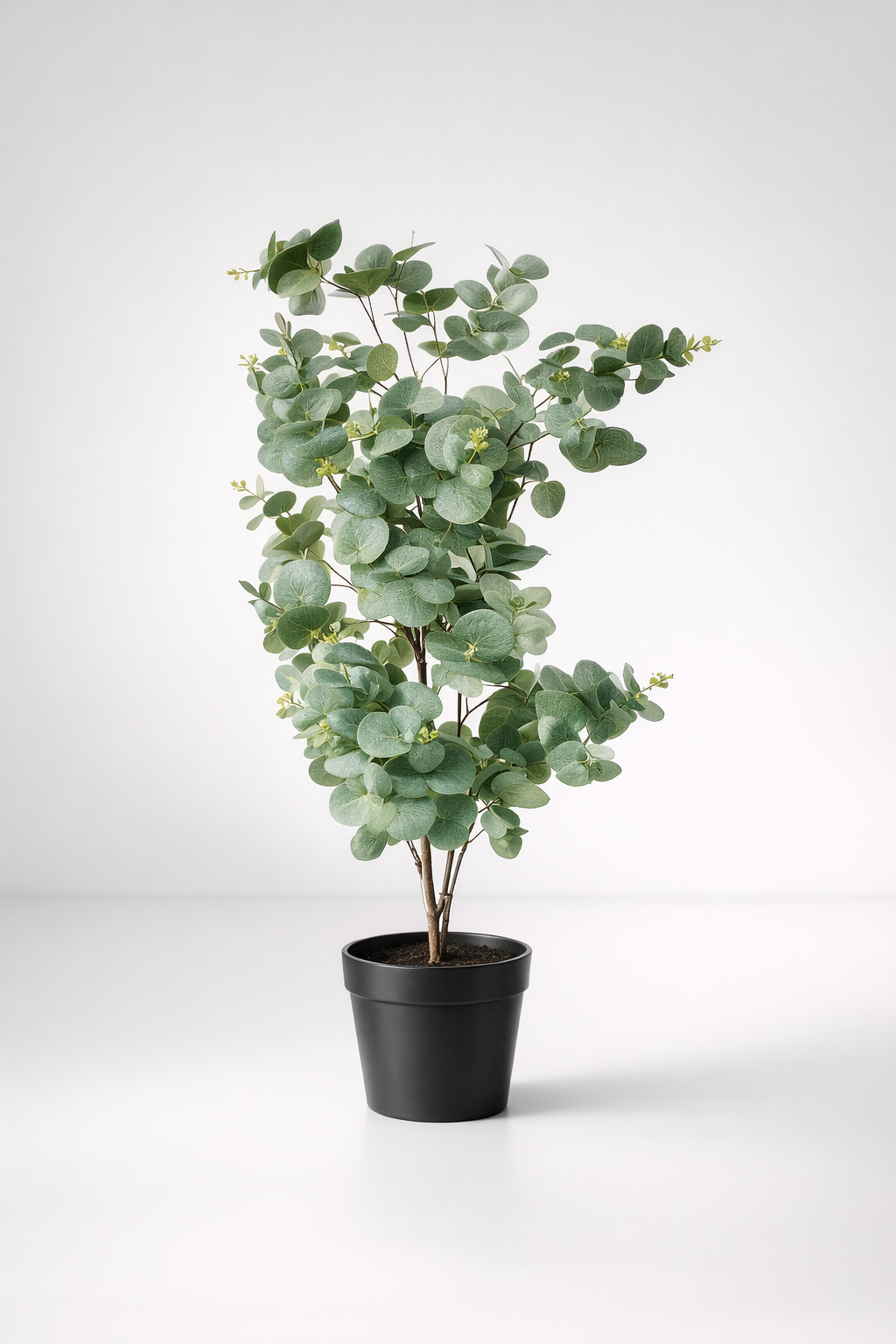 Large Eucalyptus Plant In Pot
