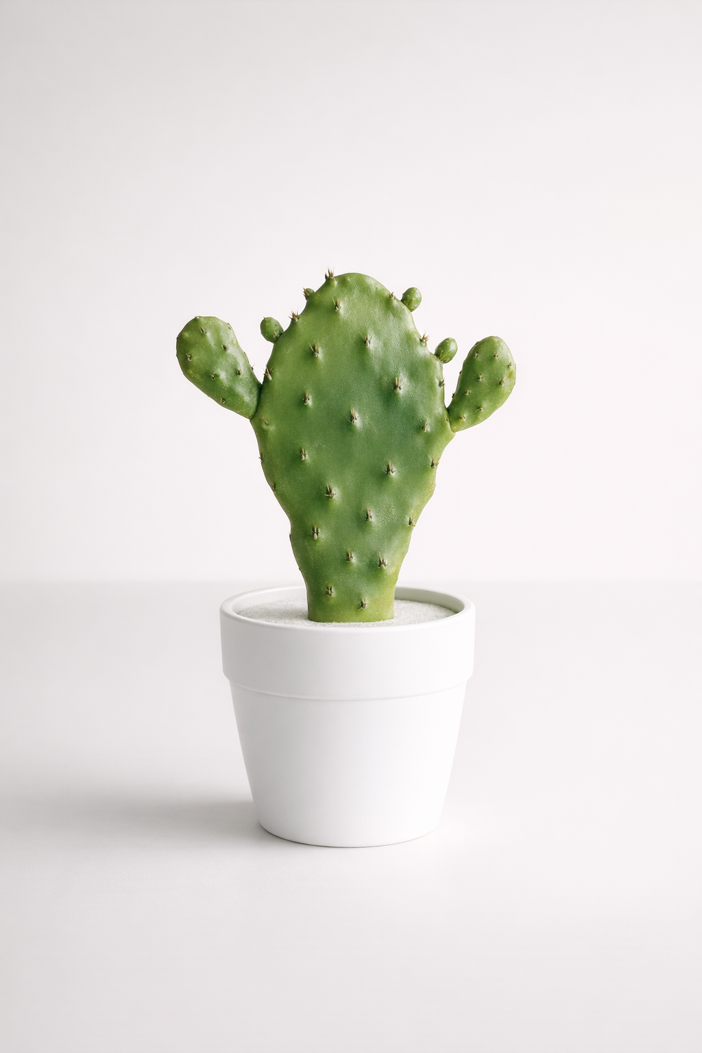 Flat Cactus In Pot