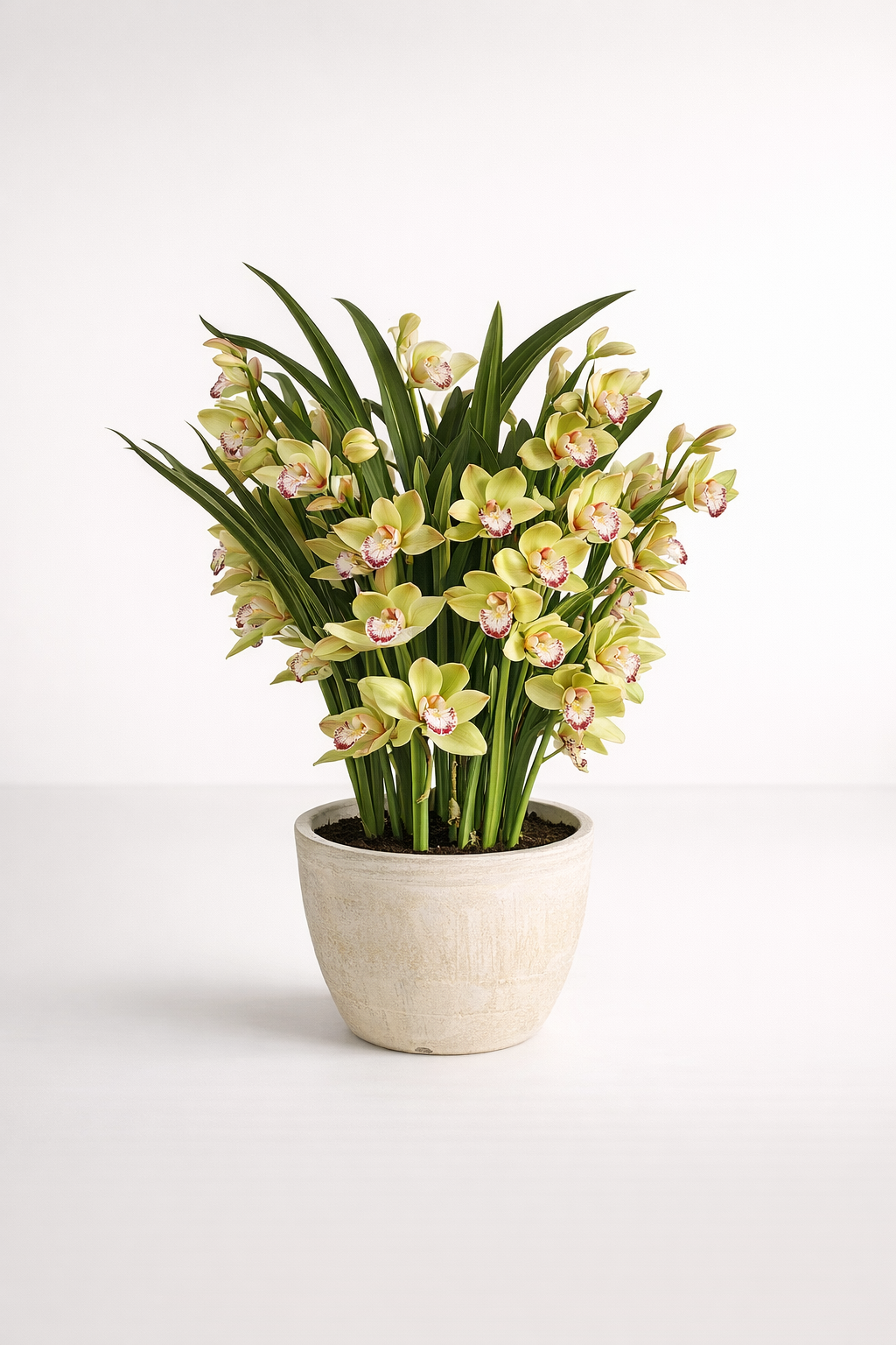 7 Green Orchids In Pot