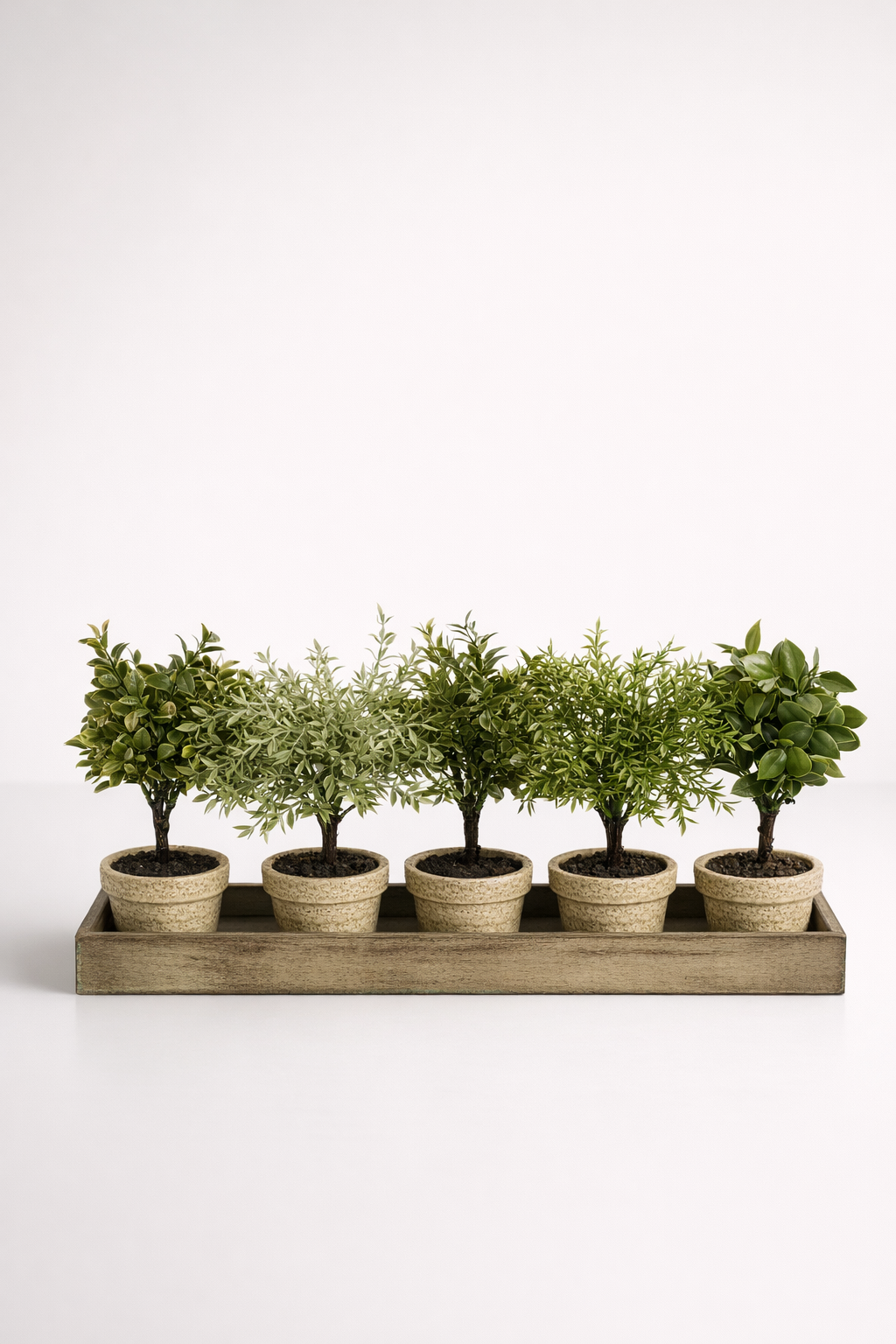 5 Small Plants In Wood Tray