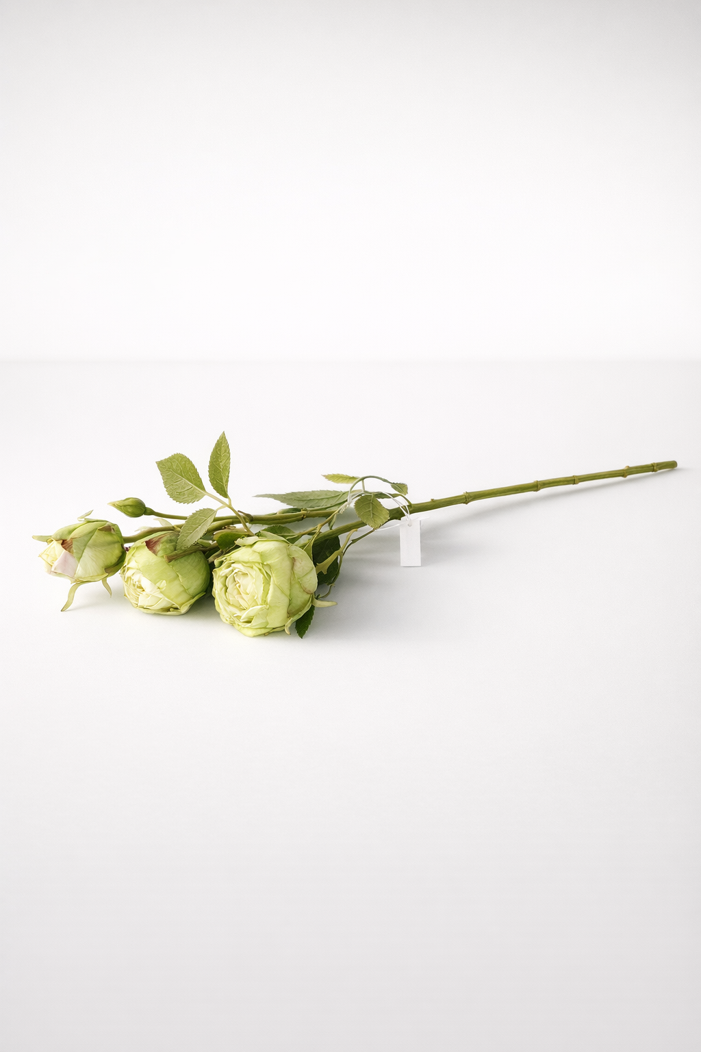 Green Rose 3 Stem Bunch