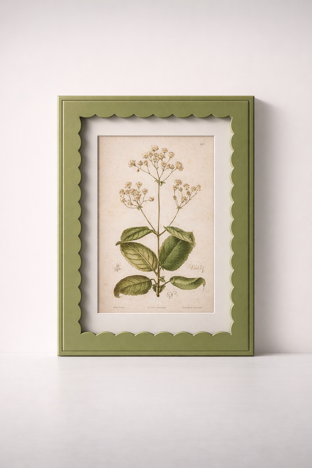 Green Scallop Box Frame Botanical