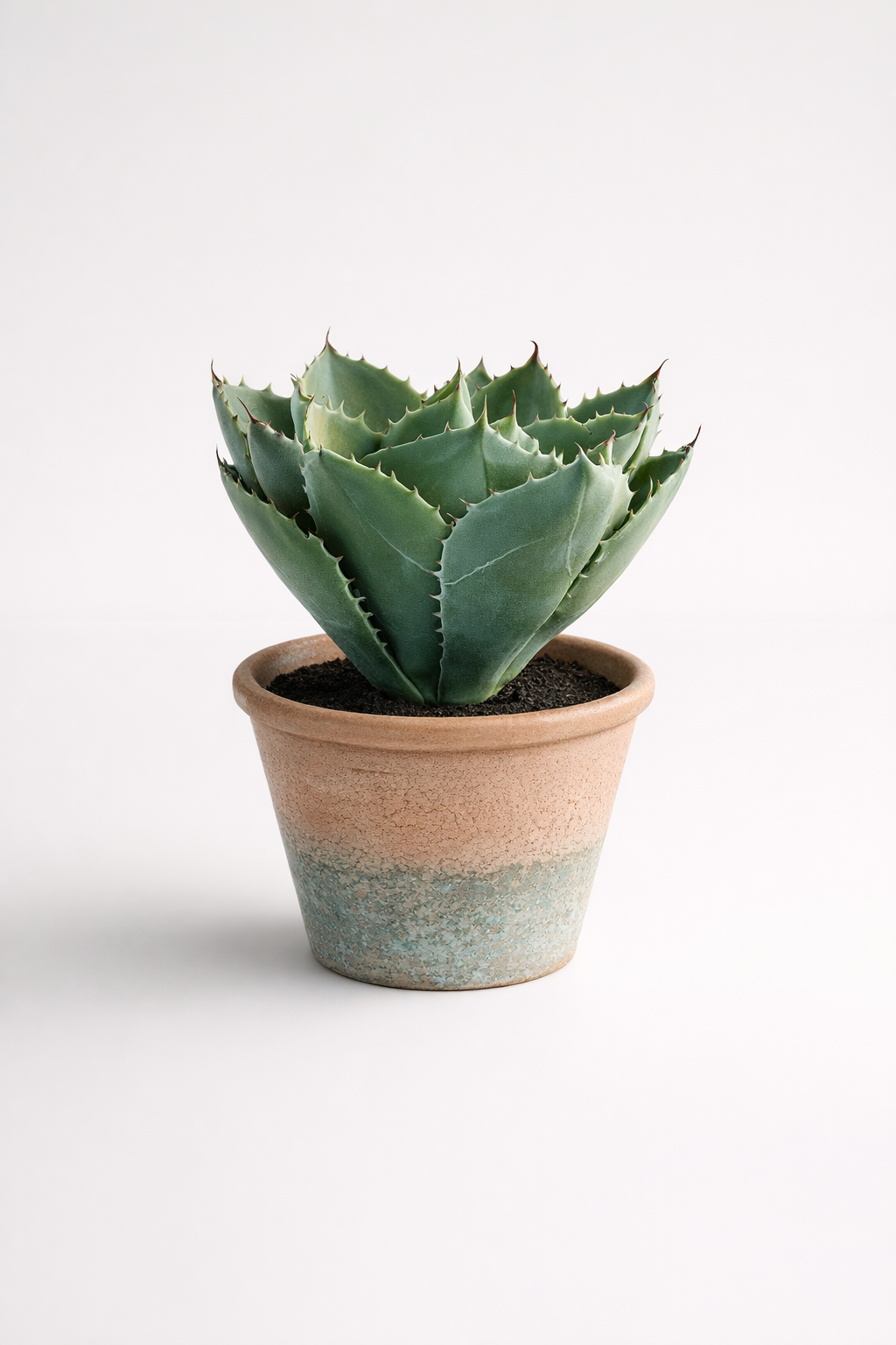 Potted Cactus