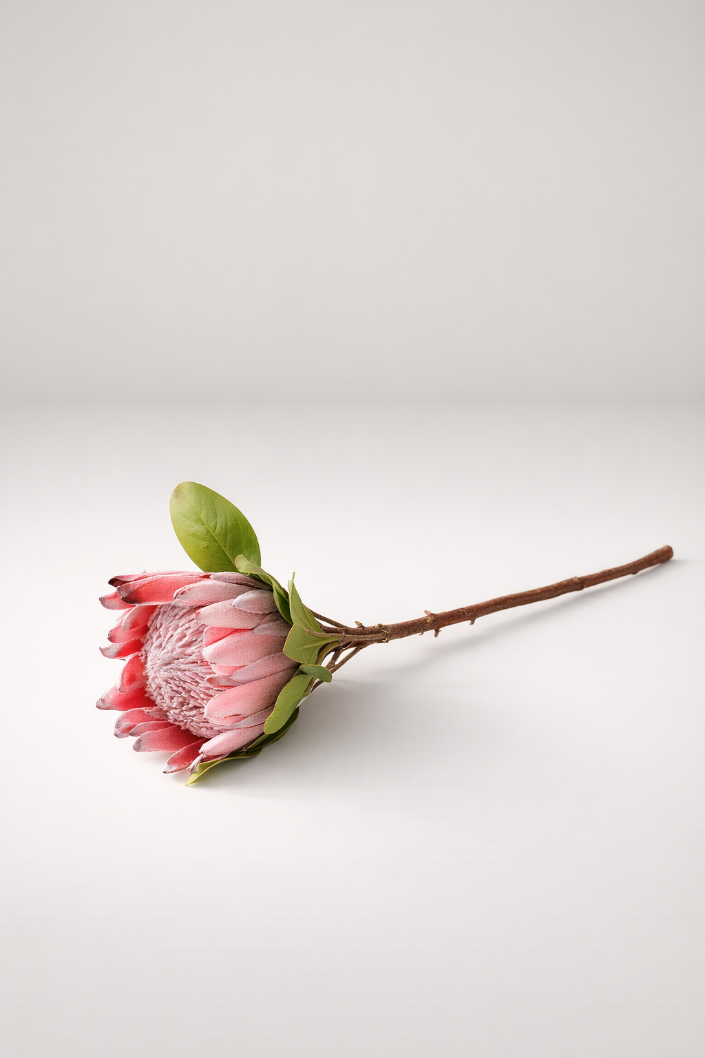 Large Protea Stem
