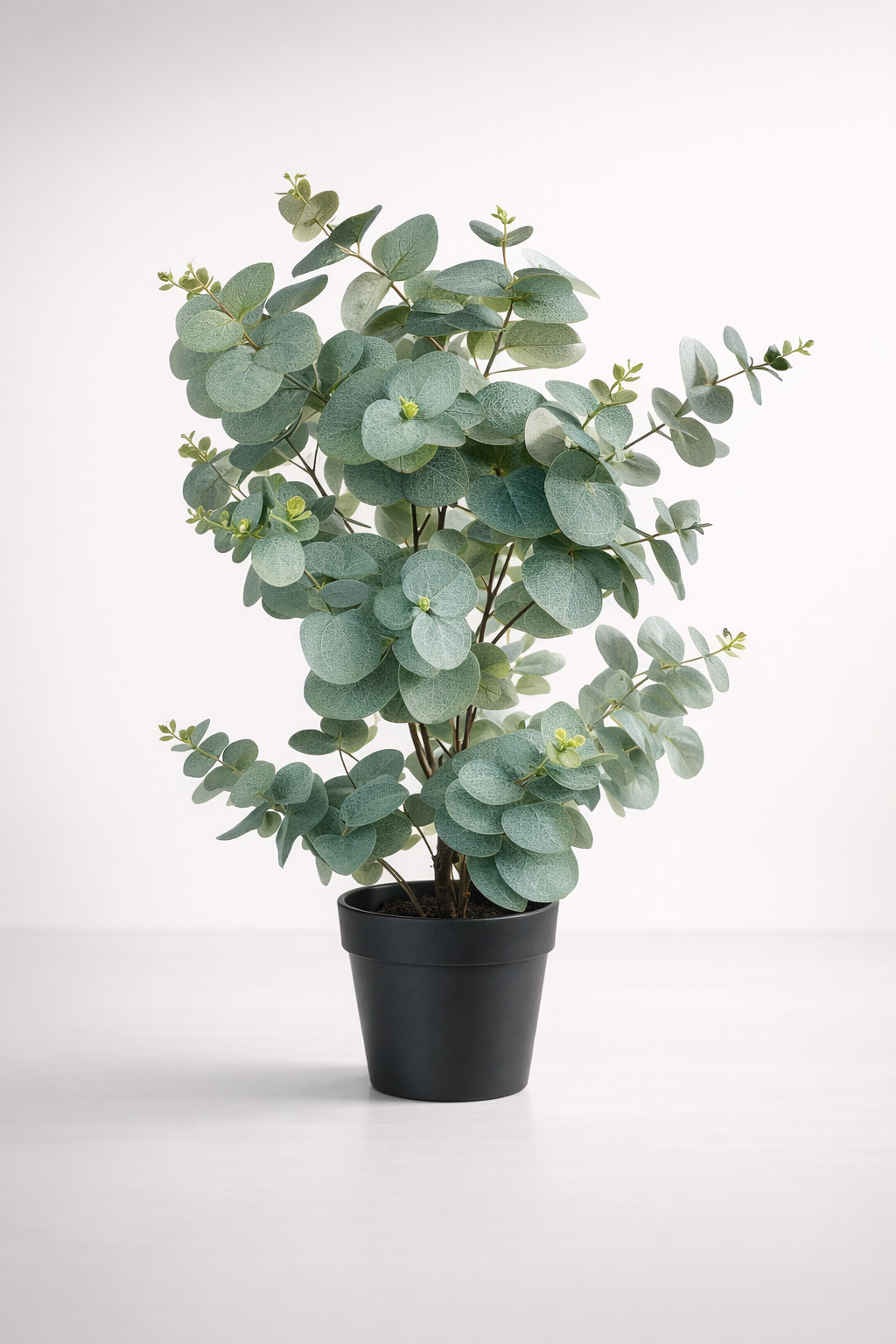 Medium Eucalyptus Plant In Pot