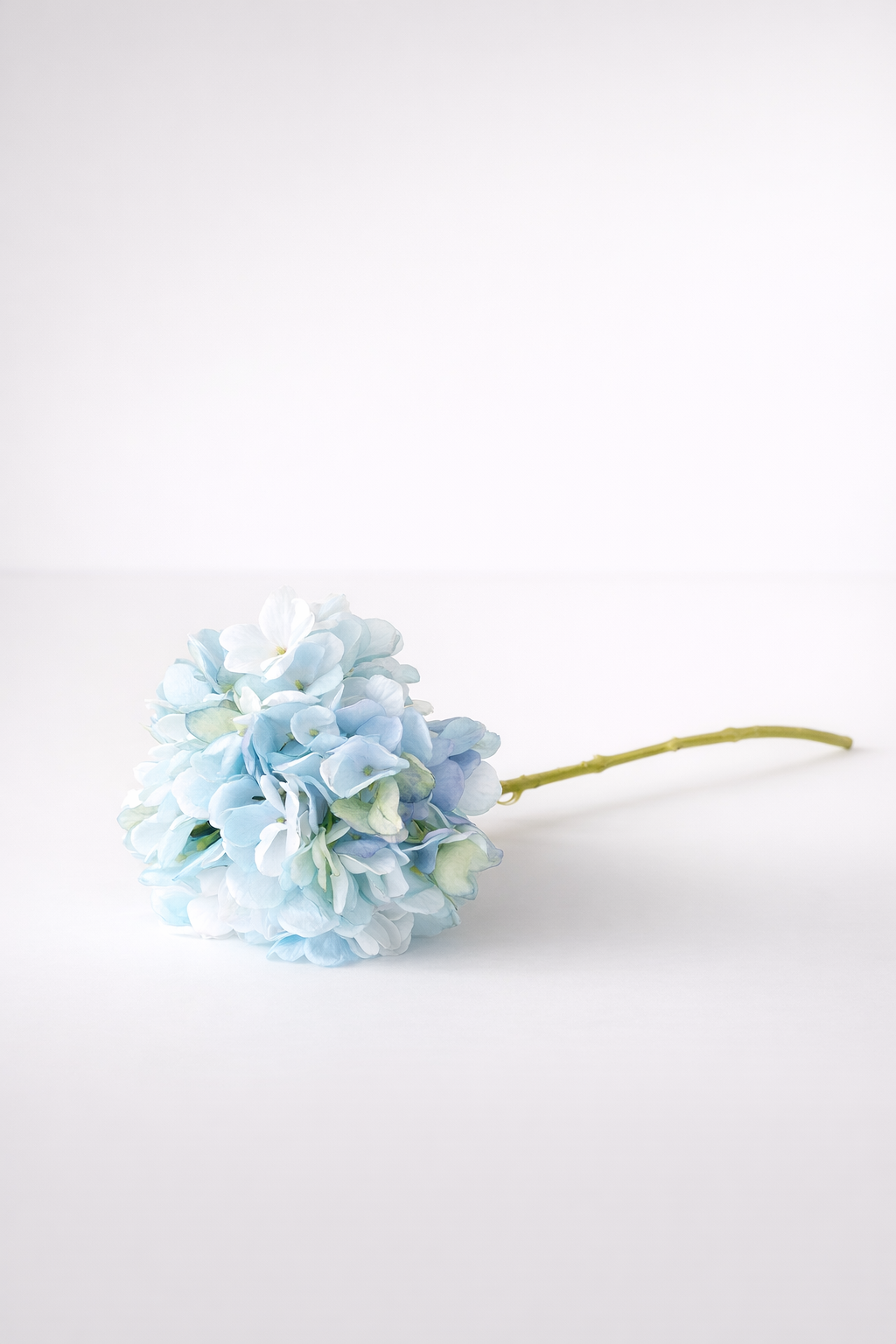 Blue Hydrangea Stem