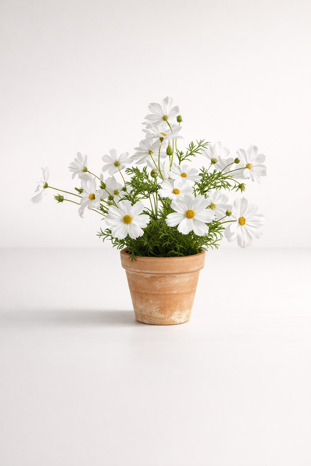 Cosmos In Terracotta Pot