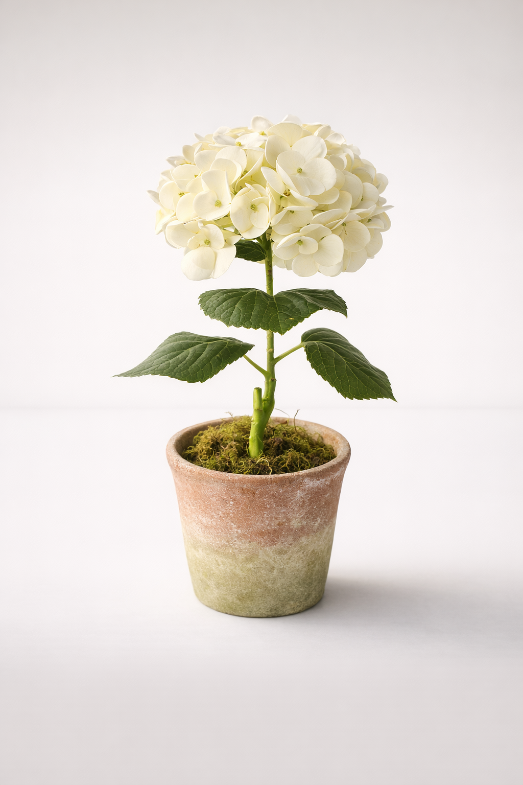 Cream Hydrangea In Scallop Edge Pot