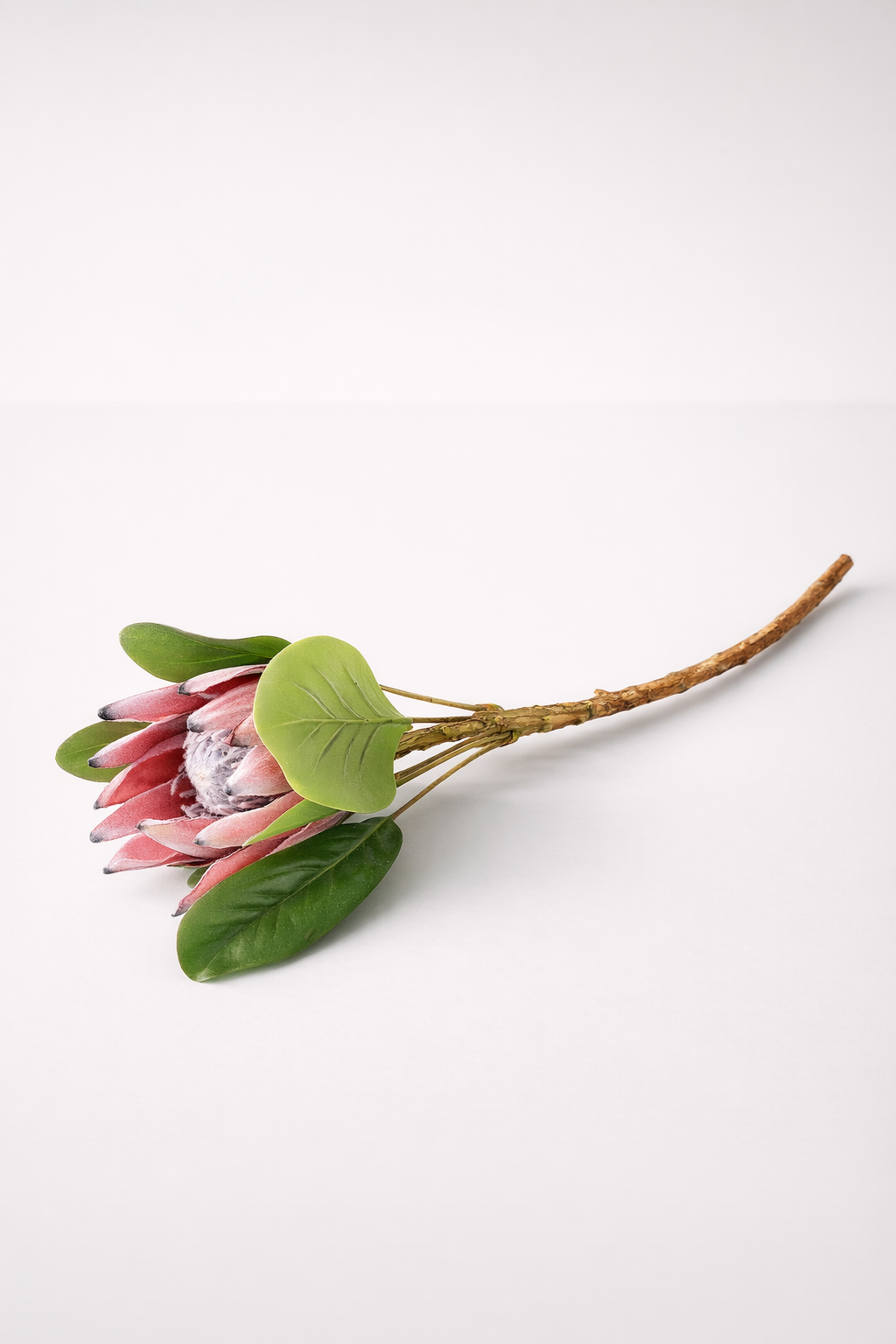 Medium Protea Stem