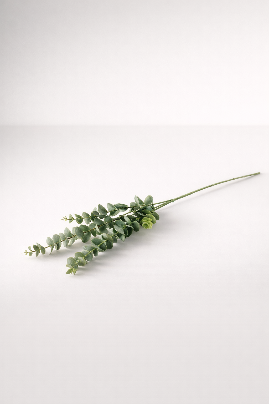 Dark Green Eucalyptus Stem