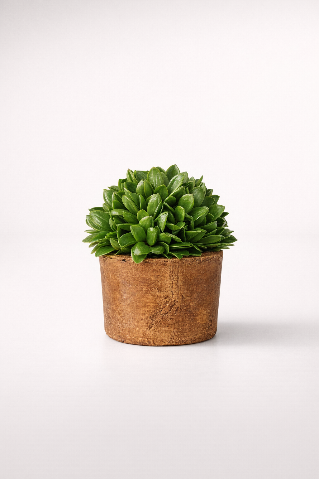 Small Boxwood In Brown Cement Pot