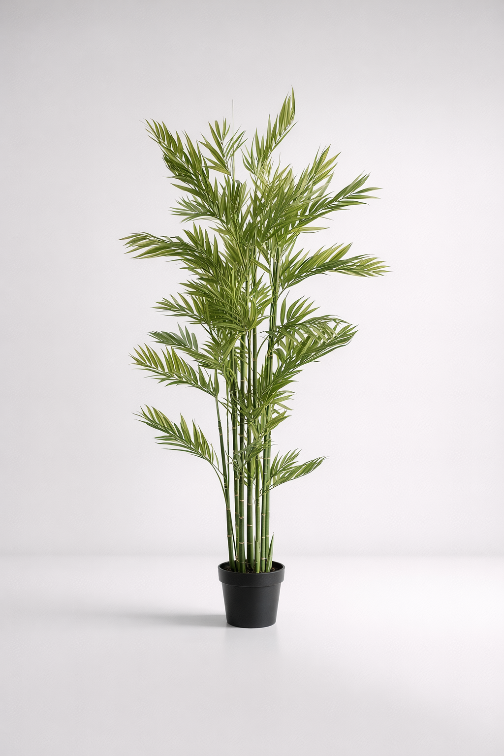 Tall Leaf Plant In Pot