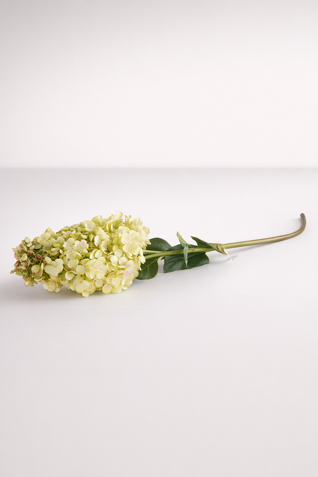 Green Paniculata Hydrangea