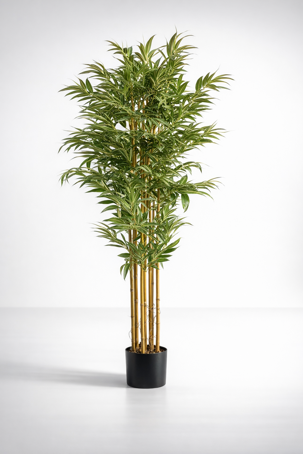 Tall Large Bamboo Plant In Pot