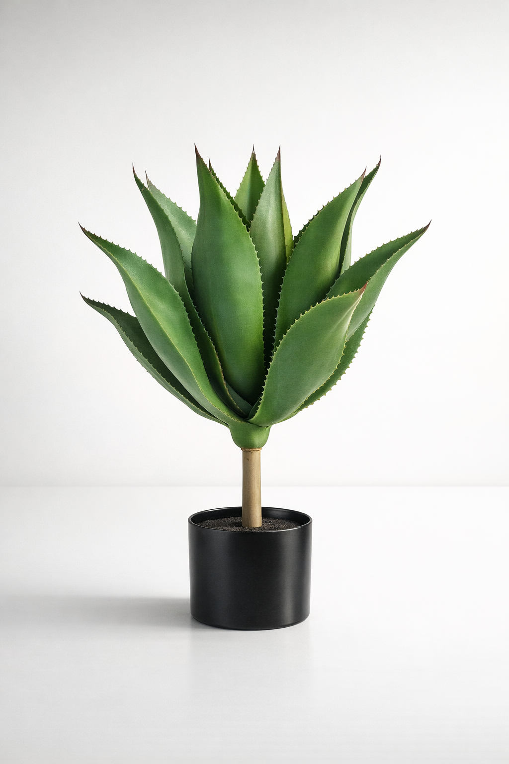 Tall Aloe Plant In Pot