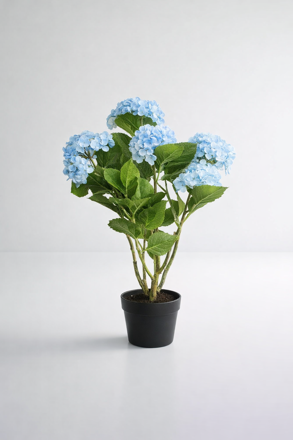 6 Blue Hydrangeas In Pot