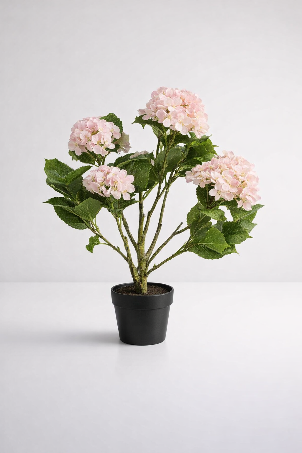 6 Pink Hydrangeas In Pot