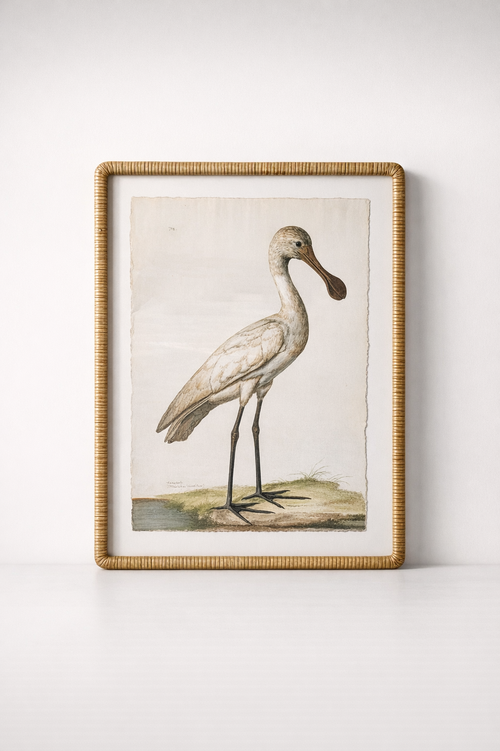 White Hornbill Picture Cane Frame