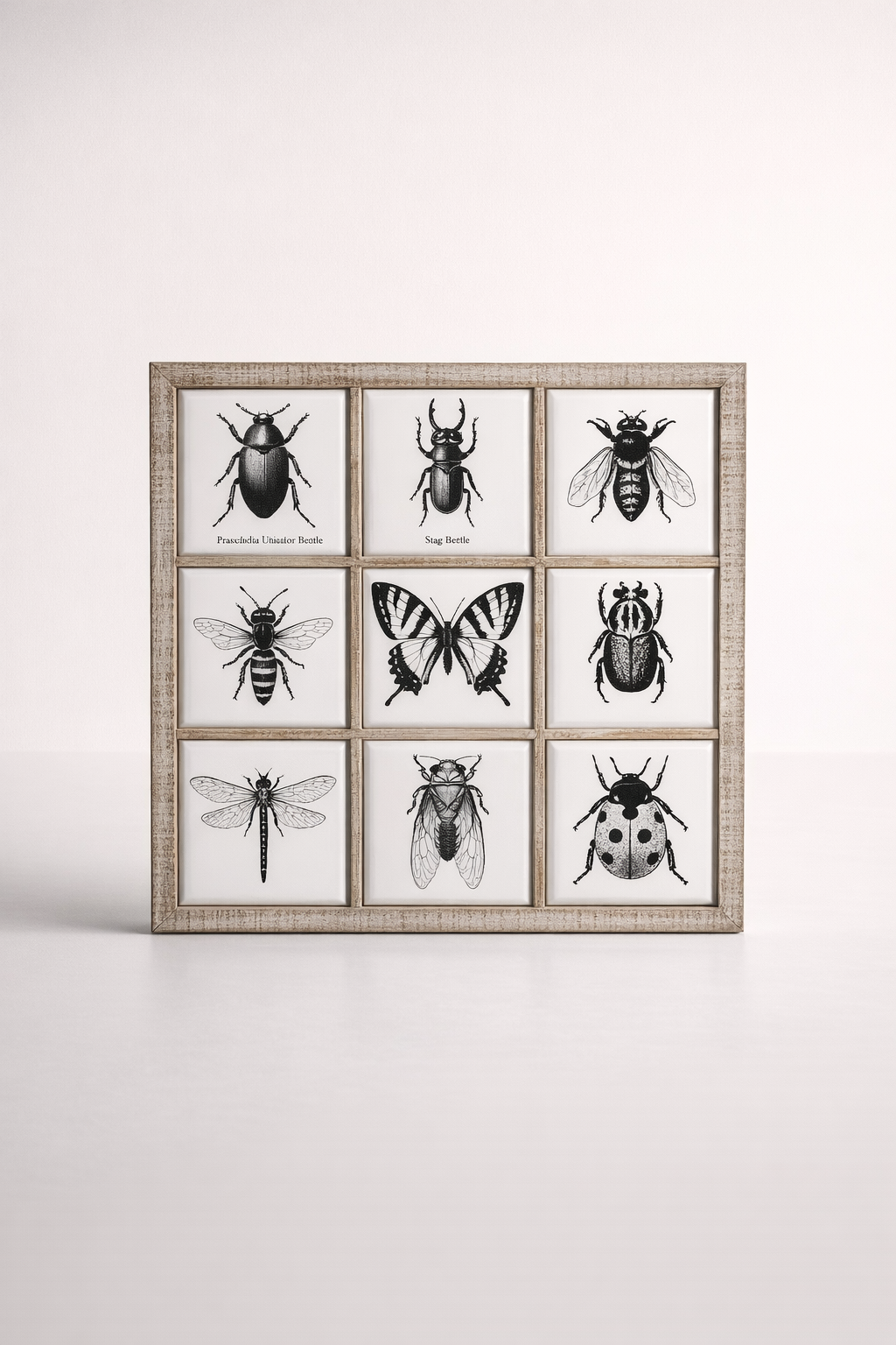 9 Division White Enamel Insect Picture