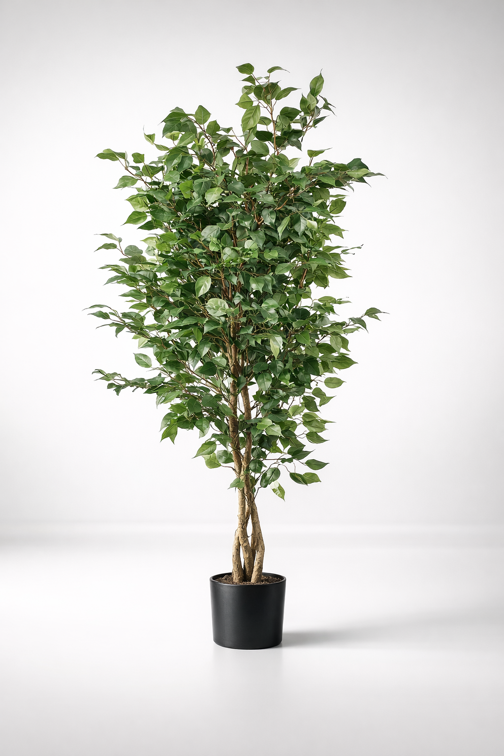 Large Ficus Tree