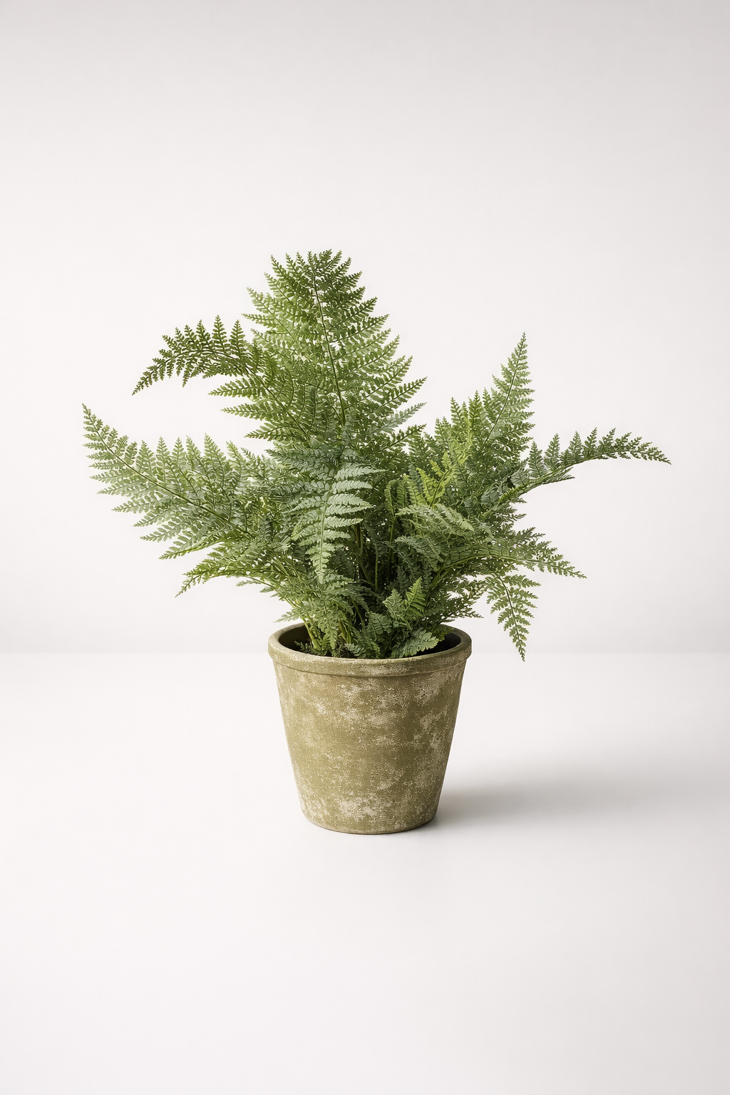 Green Fern In Cement Pot