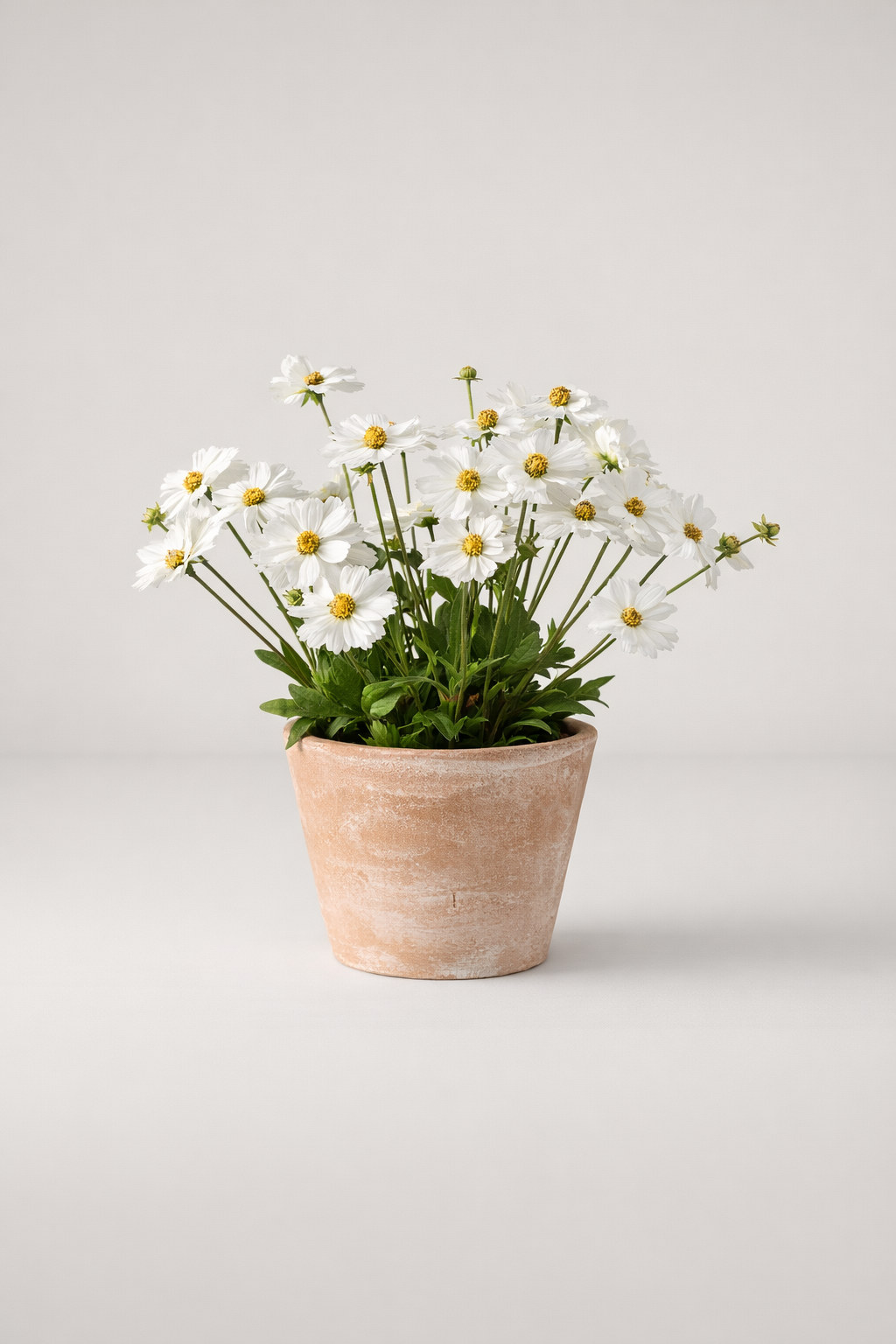 Daisies In Terracotta Pot